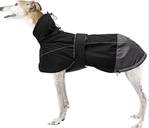 Morezi hound whippet - morezi,
