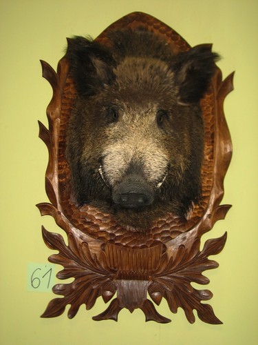 Wild boar head large - boar,