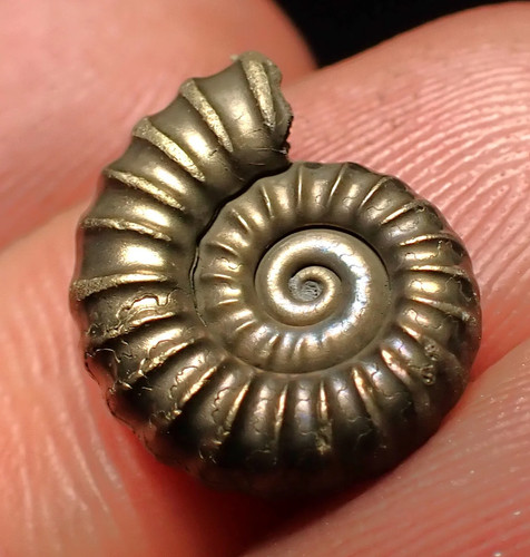 Promicroceras pyritosum