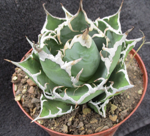 Agave titanota caesar - agave, 'caesar'