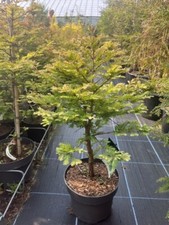 Dawn Redwood 'Schirrmann's