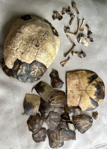 Beautiful vintage taxidermy - beautiful,