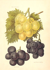 OLD ANTIQUE PRINT GRAPES GRAPE