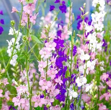 700x Rocket Delphinium Larkspur Dwarf Mix Seeds - Hyacinth