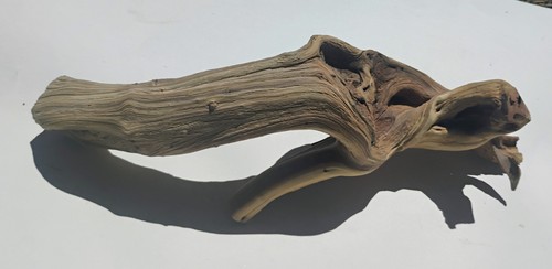 Manzanita driftwood reptile - manzanita,