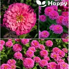 ZINNIA LUMINOSA PINK - 130