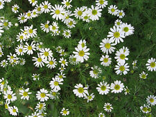 HERB  CHAMOMILE ROMAN (ANTHEMIS NOBILIS)  6000 SEEDS