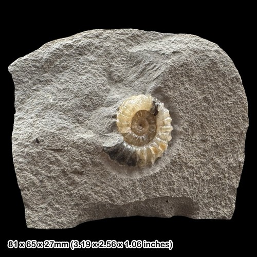 Promicroceras calcite ammonite - promicroceras,