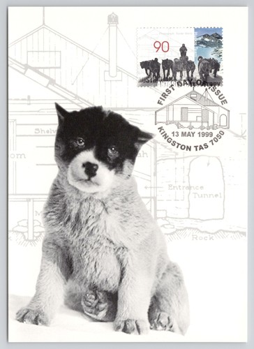 Husky pup blizzard - husky,