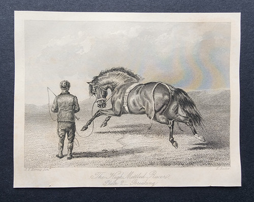 Antique 1846 print horse - -,