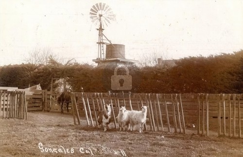 Gonzales california goat - ca,