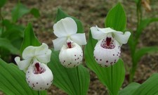 1x Cypripedium Ulla Silkens NFS Lady's Slipper Orchid young Hardy Garden Orchid
