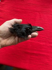 Crow skull taxidermy genuine crow feathers witchcraft occult raven