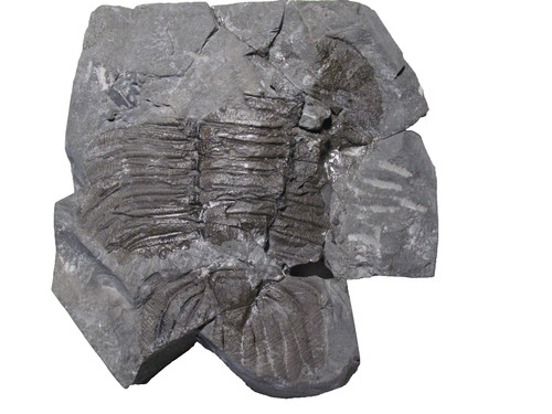 Silurian rochester shale - rochester,