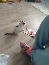 Female Baby Kitten Toilet Trained Ready To Be Adopted