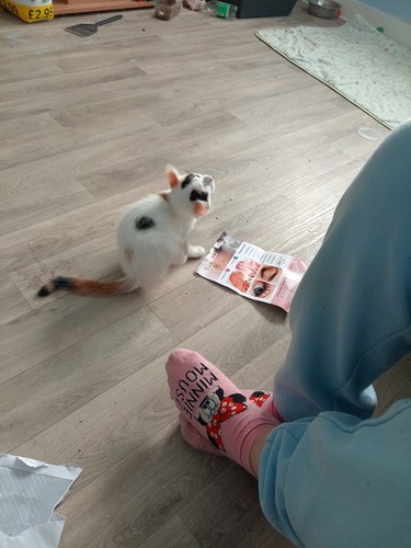 Female baby kitten - female, toilet