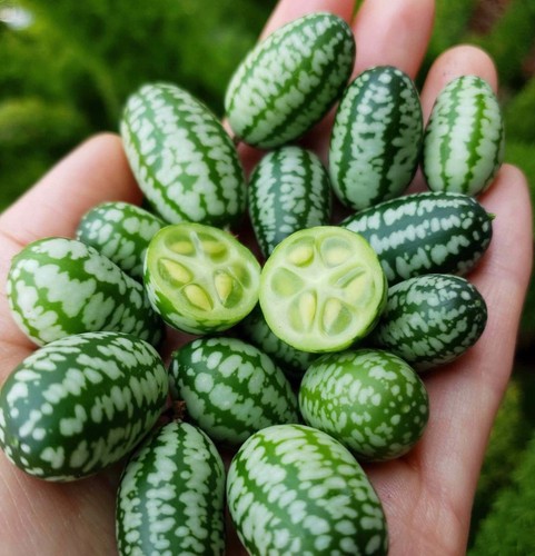 Cucamelon plug plants - x, 6