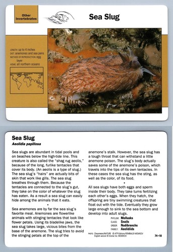 Sea slug 18 other - sea,
