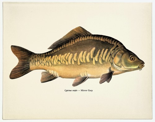 Mirror carp vintage fish - vintage, print