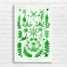 Botanical Illustration