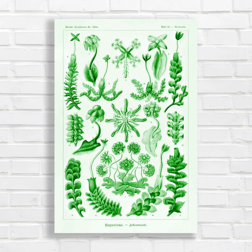 Botanical illustration - botanical,