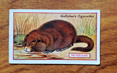 Tobacco card gallaher - tobacco, card,