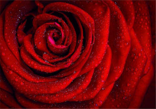 Red rose vinyl stickers - red,