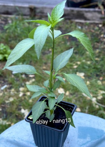 Bird eye chilli pepper - eye,