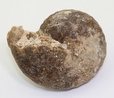 Ammonite, Neoptychites