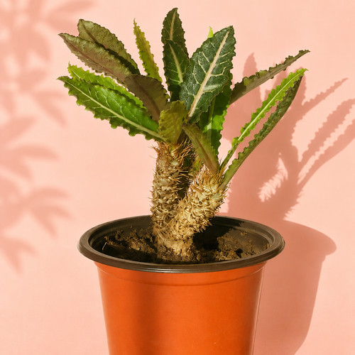 Euphorbia francoisii caudex - euphorbia,