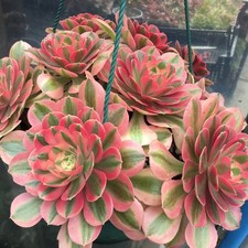 Aeonium Pink Witch Cutting