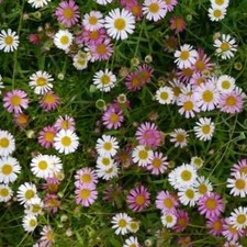10 X Plug Plants Erigeron Karvinsianus (Mexican Fleabane) Spreading Perennial