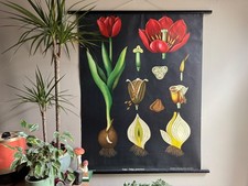 Vintage TULIP school chart  by Jung Koch Quentell  botanical poster FLOWER