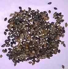 250 x Scots Pine, Pinus Sylvestris, Evergreen Christmas Tree, Bonsai Tree Seeds.