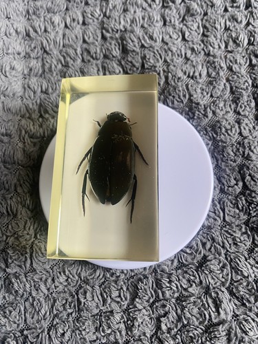 Small real bugs - small,