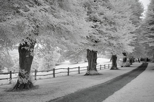 Nikon d70 infrared 720nm - d70,