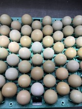 60- Fertile Eggs - Melanistic
