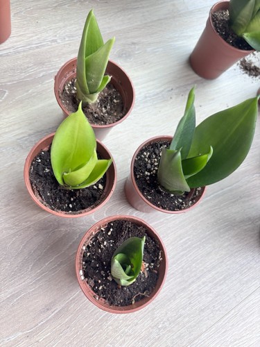 Sansevieria hahnii black - sansevieria, black'