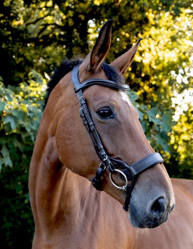 Tech comfort bridle - comfort,