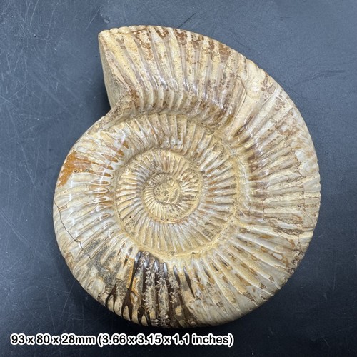 Perisphinctes fossil ammonite