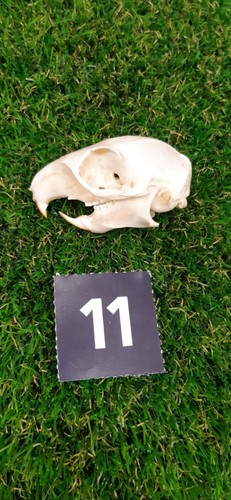 Genuine grey squirrel skull - genuine,