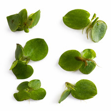POND PLANTS Frogbit- Live