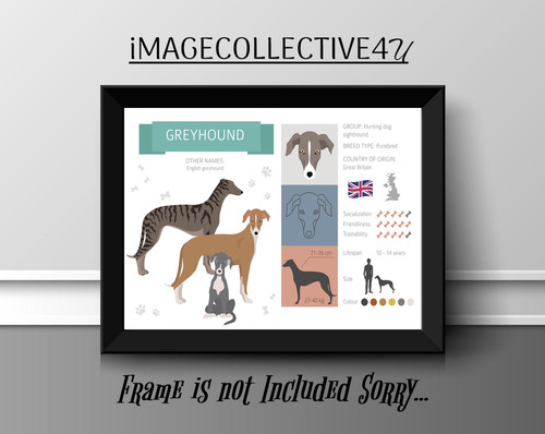Greyhound dog pet print - greyhound, a4
