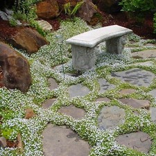 Snow in Summer Plant in 9cm Pot - Cerastium Tomentosum Ground Cover Perennial