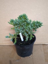 BLUE DWARF CONIFER JUNIPERUS*