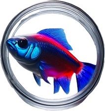 Neon Tetras fish This Is A