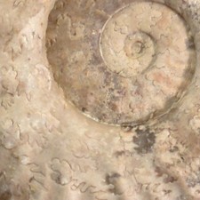 Fossil Ammonite, Jurassic, UK