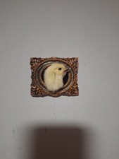 Gallus gallusdomesticus