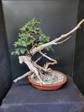 )Tanuki Needle Juniper Bonsai