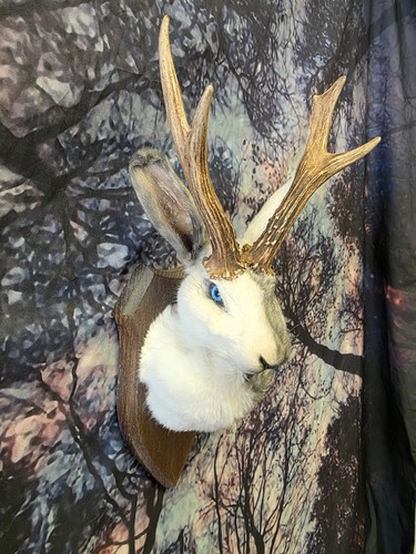 Harlequin jackalope taxidermy - jackalope,
